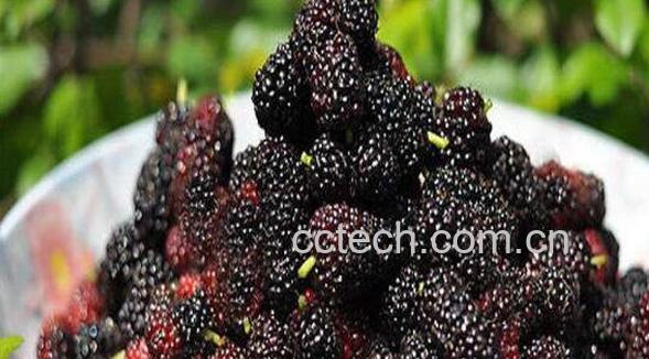 桑子泡酒的功效与作用 女人喝桑子酒的功效-0