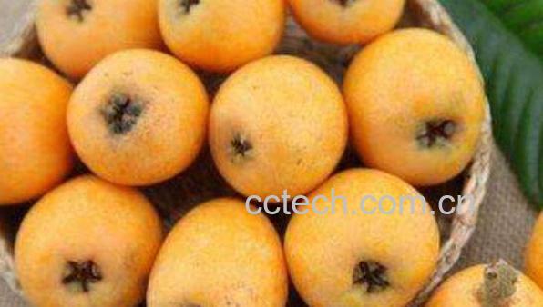 枇杷不能和什么一起吃 吃枇杷的禁忌-0