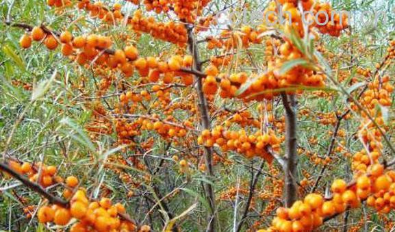 沙棘果酒怎么做 沙棘果酒的制作方法-1