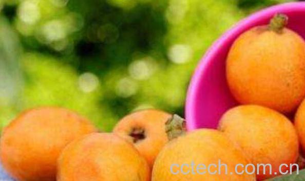 枇杷不能和什么一起吃 吃枇杷的禁忌-1