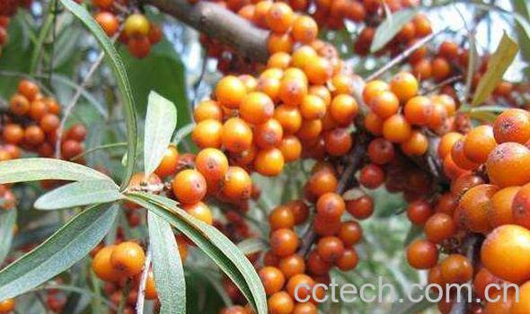 沙棘酒的功效与作用 喝沙棘酒的好处-1