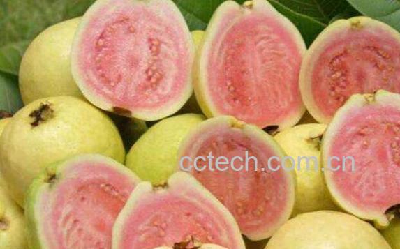 芭乐怎么吃 芭乐的正确食用方法-0