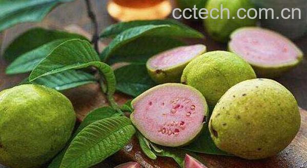 芭乐怎么吃 芭乐的正确食用方法-1