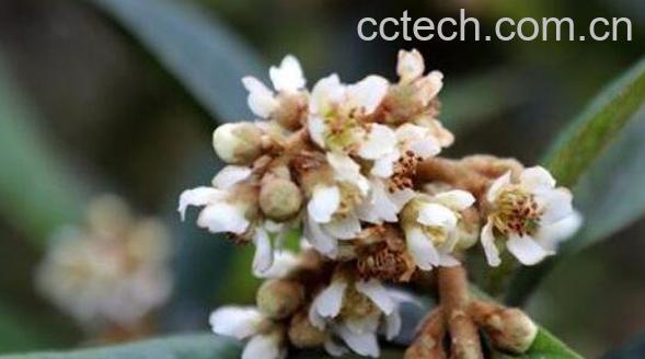 什么人不可以喝枇杷花 枇杷花的禁忌-1