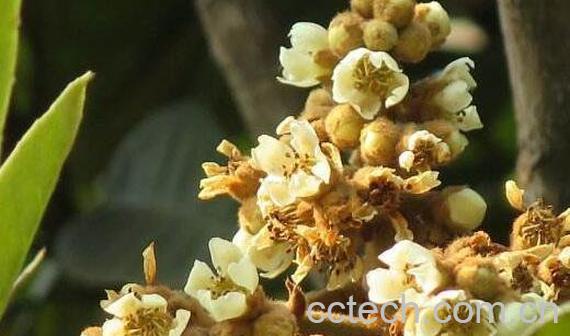 枇杷花怎么吃 枇杷花怎么煮水止咳-0