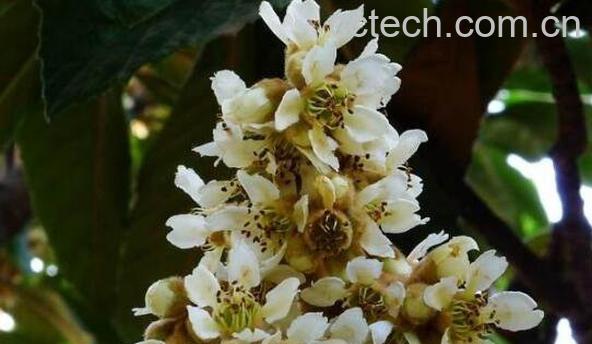 枇杷花怎么吃 枇杷花怎么煮水止咳-1