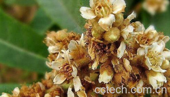 枇杷花的功效与作用 枇杷花的副作用-0