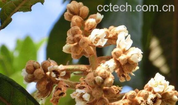 枇杷花的功效与作用 枇杷花的副作用-1