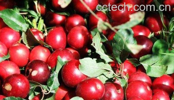 野酸梅的功效和作用-0