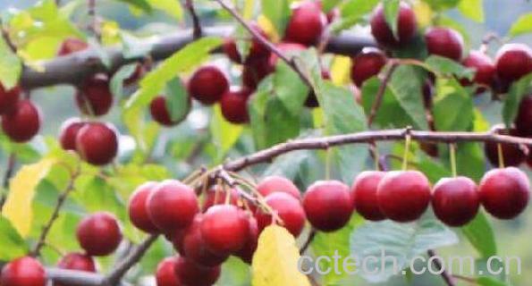 野酸梅的功效和作用-1