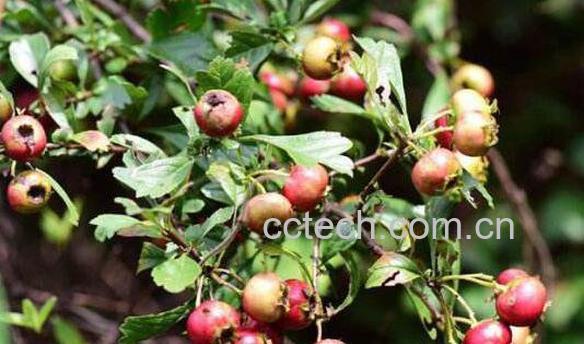 野山楂的功效与作用及食用方法-0