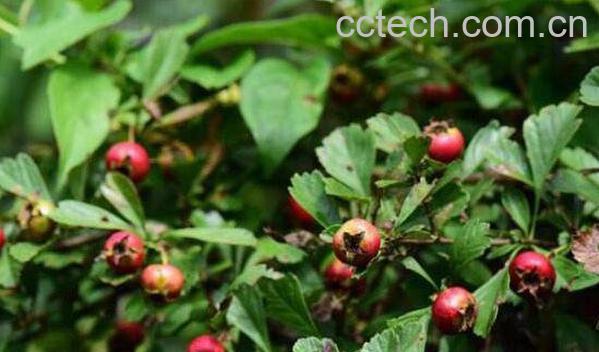 野山楂的功效与作用及食用方法-1