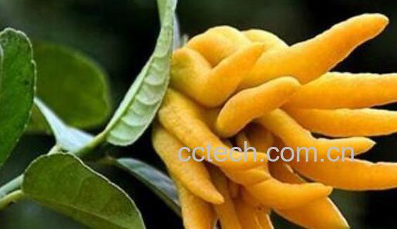 佛手的功效与作用 吃佛手的好处-1