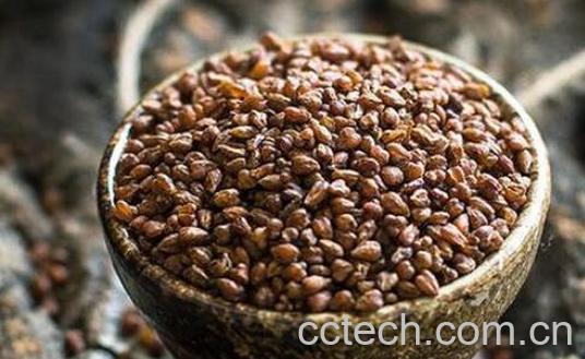 黑苦荞米和黑苦荞茶的区别-0