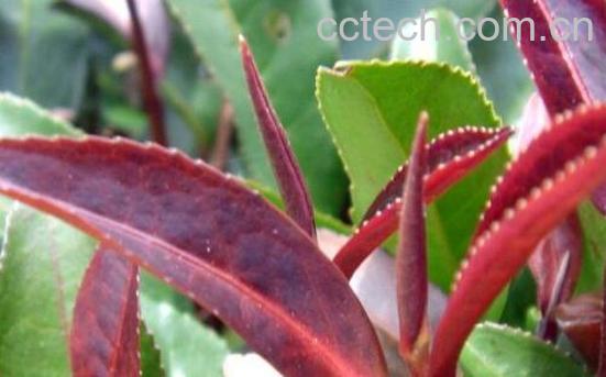 紫芽茶的口感特点-1