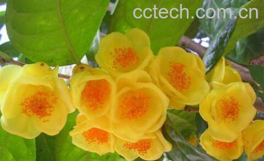 金花茶的功效的与作用 金花茶的副作用-0