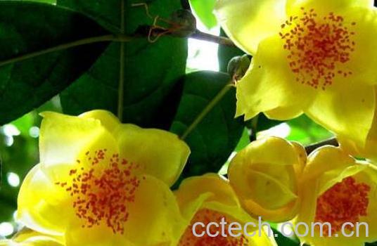 金花茶的功效的与作用 金花茶的副作用-1