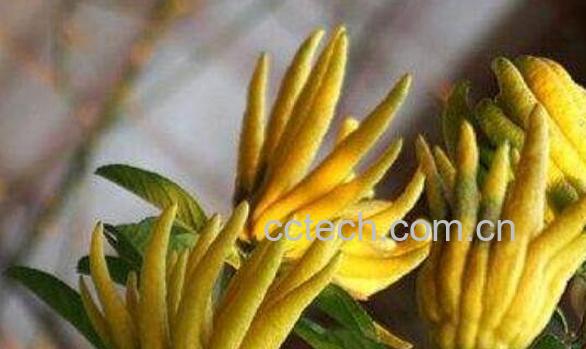 佛手柑怎么吃好 佛手柑的食用方法-1