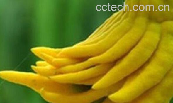 佛手柑的功效与作用 吃佛手柑有什么好处-0