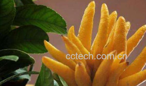 佛手柑的功效与作用 吃佛手柑有什么好处-1