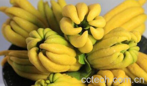 佛手怎么吃 佛手的正确食用方法-0