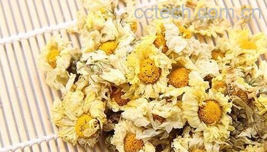 杭白菊的功效与作用及禁忌-0