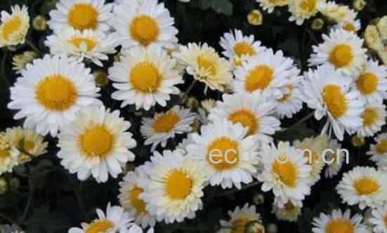 杭白菊的功效与作用及禁忌-1