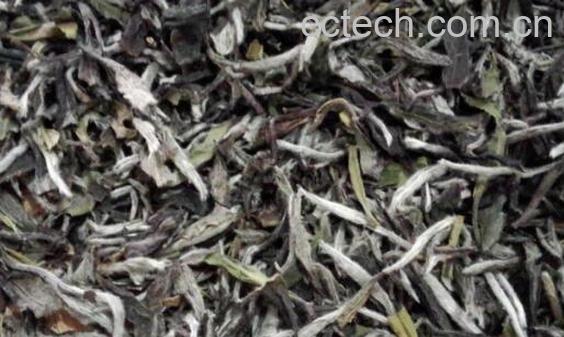 福鼎大白茶和小白茶的区别-0