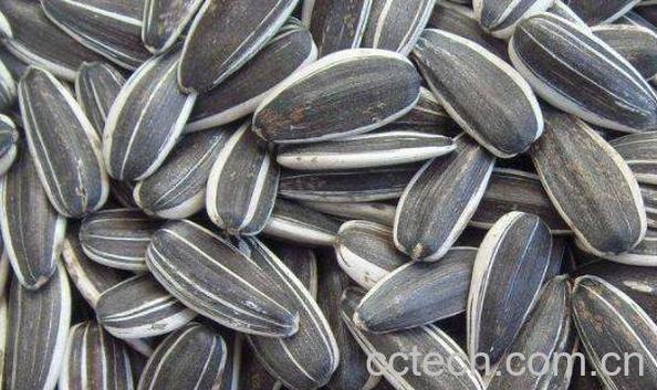 葵花籽的功效与作用及食用方法-0