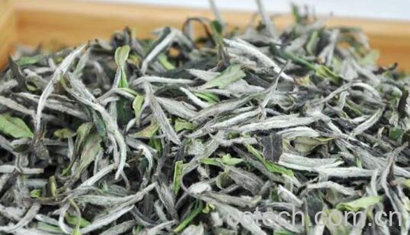大白茶和大白毫的区别-1