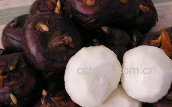 马蹄的最佳吃法和做法-0