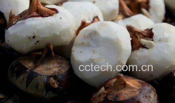 马蹄的最佳吃法和做法-1