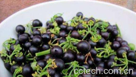 龙葵果泡酒有什么功能-0