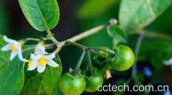 杜松浆果精油的功效与作用-1