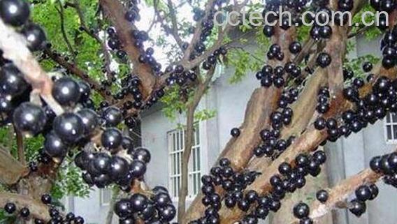 嘉宝果怎么吃 嘉宝果的食用方法-1