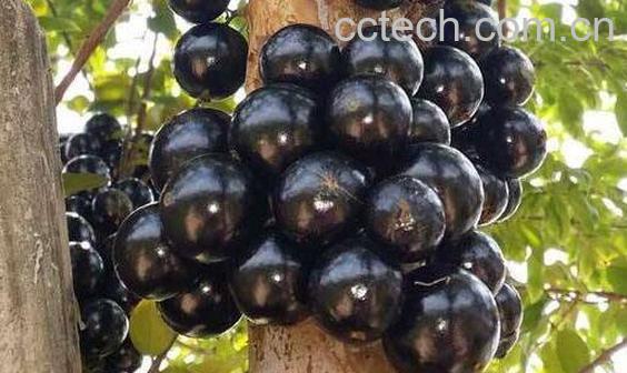 嘉宝果怎么吃 嘉宝果的食用方法-0