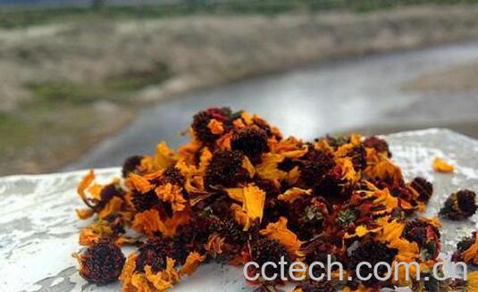 天山胎菊的功效与作用-0