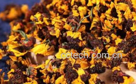 天山胎菊的功效与作用-1