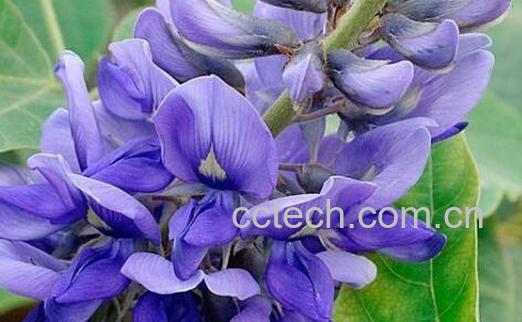 紫葛花的作用与功效-1