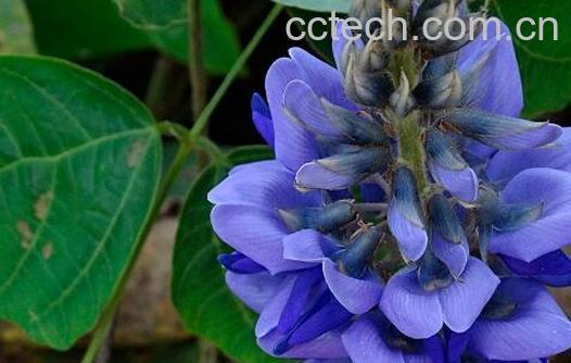 紫葛花的作用与功效-0