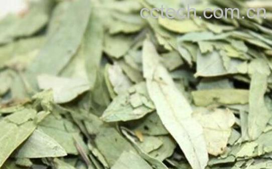 番泻叶茶的功效与作用 番泻叶茶的禁忌-1