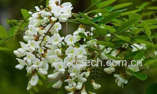 洋槐花和槐花的区别-0