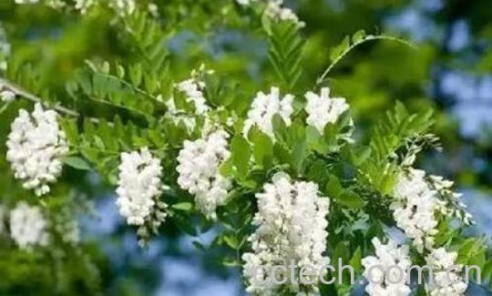 洋槐花和槐花的区别-1