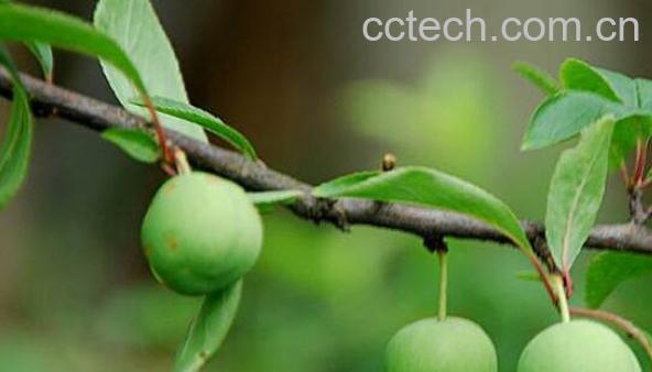 腊梅果子的功效与作用-1