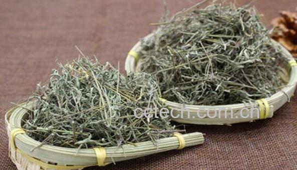 香薷泡茶有什么功效-0