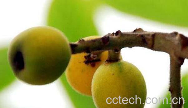 腊梅果子的功效与作用-0