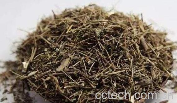 香薷泡茶有什么功效-1