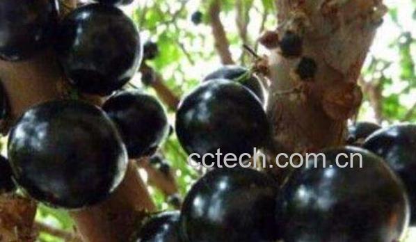 阴阳果的功效与作用 阴阳果是什么-1