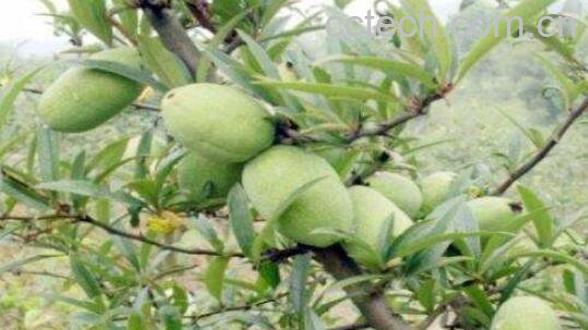 什么是宣木瓜 宣木瓜的功效与作用-0