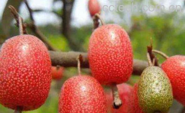 羊奶果怎么吃 羊奶果的功效与作用-0